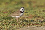 Image. Collared Plover