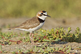 Image. Collared Plover