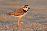 Image. Collared Plover