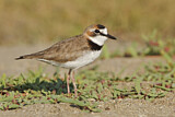 Image. Collared Plover