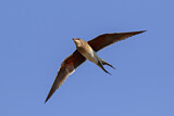 Image. Collared Pratincole