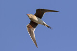 Image. Collared Pratincole