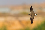 Image. Collared Pratincole