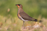 Image. Collared Pratincole