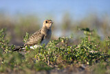 Image. Collared Pratincole