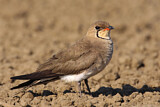 Image. Collared Pratincole