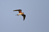 Image. Collared Pratincole