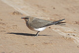 Image. Collared Pratincole