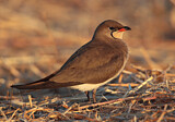 Image. Collared Pratincole