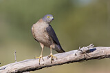 Image. Collared Sparrowhawk