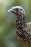Image. Colombian Chachalaca