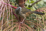 Image. Colombian Chachalaca