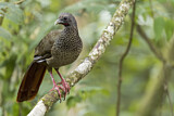 Image. Colombian Chachalaca