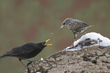 Image. Common Blackbird & Common Starling