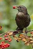 Image. Common Blackbird