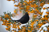 Image. Common Blackbird