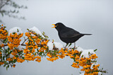 Image. Common Blackbird