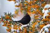Image. Common Blackbird