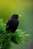 Image. Common Blackbird
