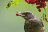 Image. Common Blackbird