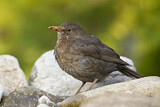 Image. Common Blackbird