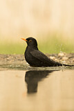 Image. Common Blackbird