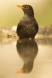 Image. Common Blackbird