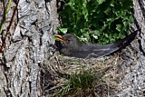Image. Common Blackbird