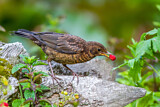 Image. Common Blackbird