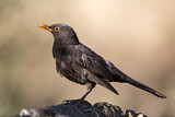 Image. Common Blackbird