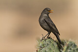 Image. Common Blackbird