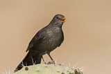 Image. Common Blackbird