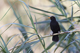 Image. Common Blackbird