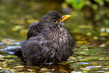 Image. Common Blackbird