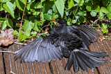 Image. Common Blackbird