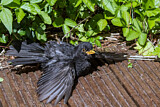 Image. Common Blackbird