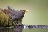 Image. Common Blackbird