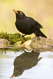 Image. Common Blackbird