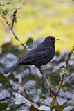 Image. Common Blackbird