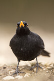 Image. Common Blackbird