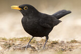 Image. Common Blackbird