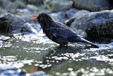 Image. Common Blackbird