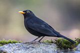 Image. Common Blackbird