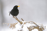 Image. Common Blackbird