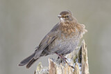 Image. Common Blackbird