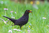 Image. Common Blackbird