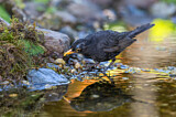 Image. Common Blackbird