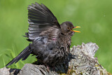 Image. Common Blackbird