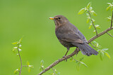 Image. Common Blackbird