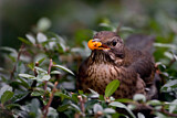 Image. Common Blackbird
